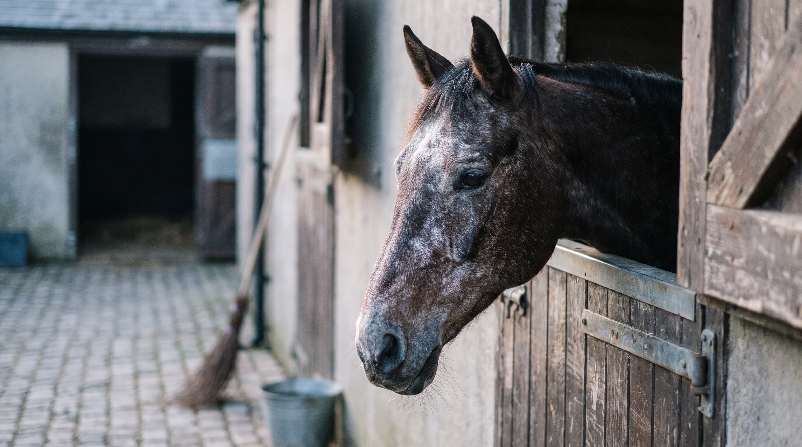 Een oud donkerbruin paard met een grijzend hoofd kijkt over een verweerde staldeur uit op een erf met kinderkopjes, met daarachter een bezem en een emmer tegen de muur.