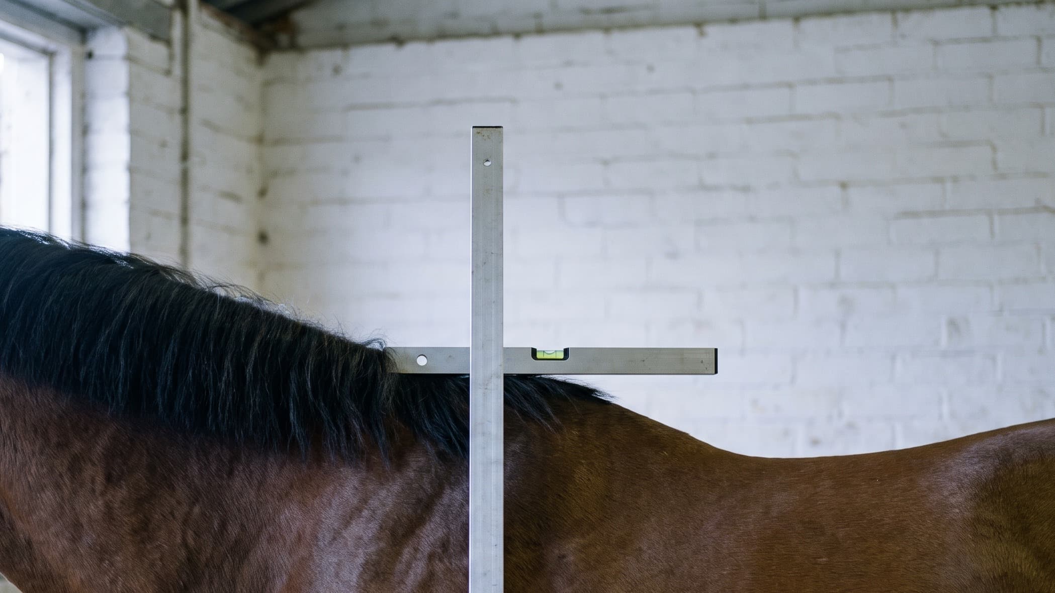 Een eenvoudige aluminium meetstok staat rechtop naast een bruin paard in een witgekalkte stal, met de waterpasarm op de schoft waar de zwarte manen ophouden.